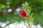 The Rose In Green Background Stock Photo