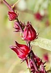 The Roselle (hibiscus Sabdariffa) Stock Photo