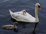 The Swan And Two Of Her Cute Chicks Are Swimming Stock Photo