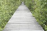 The Walkway Is Made Of Plank Stock Photo