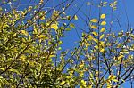 The Willow Tree Against An Especially Blue Sky, Israeli Summer 2016 Stock Photo