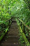 The Wooden Walkway In Rain Forest Stock Photo