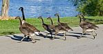 The Young Cackling Geese Are Running Across The Road Stock Photo