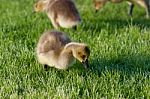 The Young Cackling Geese On The Grass Stock Photo