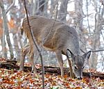 The Young Deer Is Eating Leaves Stock Photo