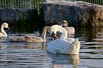 The Young Family Of The Swans Stock Photo