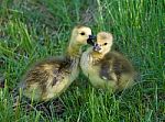 The Young Geese Are Kissing Stock Photo