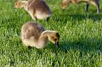 The Young Geese Are Searching For The Food Stock Photo