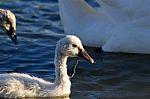 The Young Mute Swan Is Swimming And Eating Stock Photo