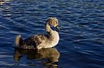 The Young Mute Swan On The Sunny Evening Stock Photo