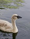 The Young Swan In The Lake Stock Photo