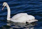 The Young Swan Is Drinking The Water Stock Photo