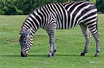 The Zebra Is Eating The Grass Stock Photo