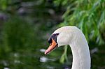 Thoughtful Mute Swans Close-up Stock Photo