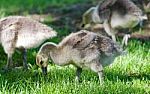 Three Cute Chicks Of Canada Geese On A Field Stock Photo