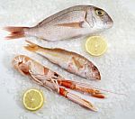 Three Fresh Fish Stock Photo