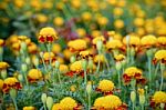 Tiger Eye French Marigold Stock Photo