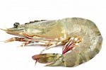 Tiger Prawn Stock Photo