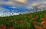 Tobacco Field Stock Photo