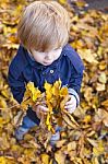 Toddler Blond Boy With Blue Eyes Stands On Bed Of Autumn Fallen Stock Photo