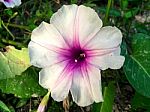 Top View Of Grass Flower And White Flower In The Garden Stock Photo