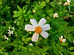 Top View Of Grass Flower And White Flower In The Garden Stock Photo