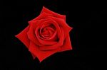 Top View Of The Red Rose Flower Isolated On Black Screen Stock Photo