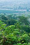 Top View Of Tropical Forest With Young Leaf Stock Photo