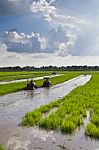 Tractors In Paddy Field Stock Photo