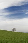 Tree And Sky Stock Photo