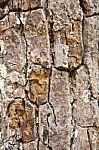 Tree Bark Texture Stock Photo