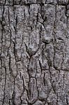 Tree Bark Texture Stock Photo