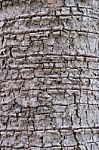 Tree Bark Texture Stock Photo