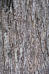 Tree Bark Texture Stock Photo