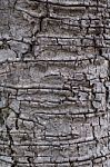 Tree Bark Texture Stock Photo