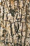 Tree Bark Texture For Background Stock Photo