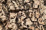 Tree Bark Texture For Background Stock Photo