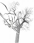 Tree Illustration Pen Stock Photo