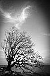 Tree On The Beach Stock Photo