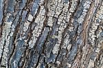 Tree Trunk Skin Texture Stock Photo