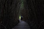 Tree Tunnel Stock Photo