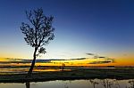 Trees Black Dawn Stock Photo