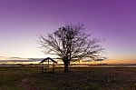 Trees Black Dawn Stock Photo