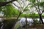 Trees Near The Lake And River Stock Photo