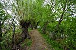 Trees Near The Lake And River Stock Photo