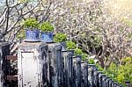 Trees Pot On Side Way Walk Of Phra Nakhon Khiri Historical Park Stock Photo