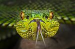 Trimeresurus Purpureomaculatus Stock Photo