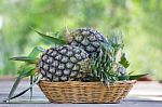 Tropical Pineapple Fruits In The Garden Stock Photo