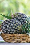 Tropical Pineapple Fruits In The Garden Stock Photo