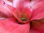 Tropical Plant (bromeliad, Pineapple Family) Stock Photo